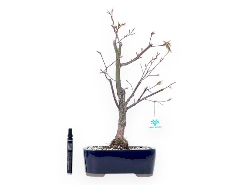 Bonsai di acero da 50 cm | Vaso rettangolare blu