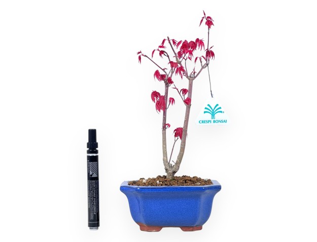 Bonsái de arce de 29 cm | Maceta rectangular azul