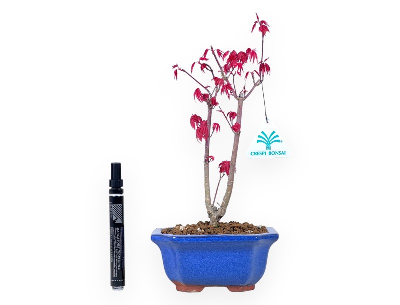 Bonsaï de Érable de 29 cm | Pot rectangulaire bleu