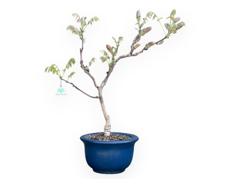 Bonsai di Glicine da 60 cm | Vaso tondo blu