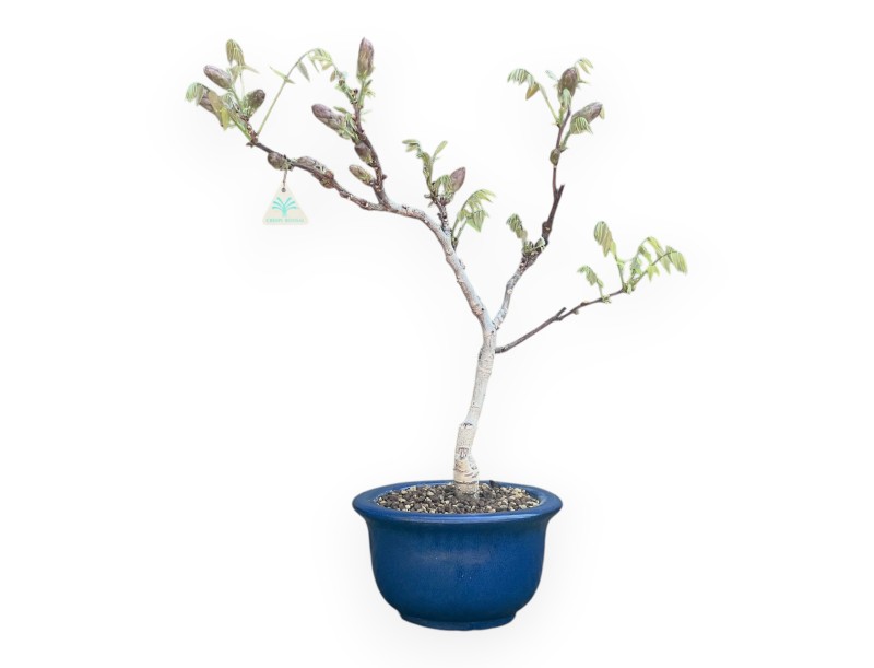 Bonsai di Glicine da 60 cm | Vaso tondo blu