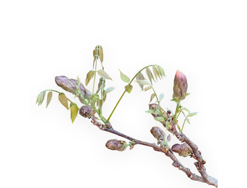 Wisteria Bonsai von 60 cm | Rund blau Topf