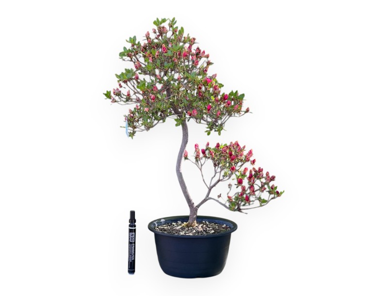 Bonsai di Azalea da 58 cm | Vaso in plastica tondo nero