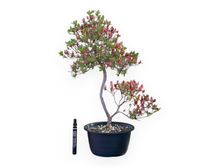 Bonsai di Azalea da 58 cm | Vaso in plastica tondo nero