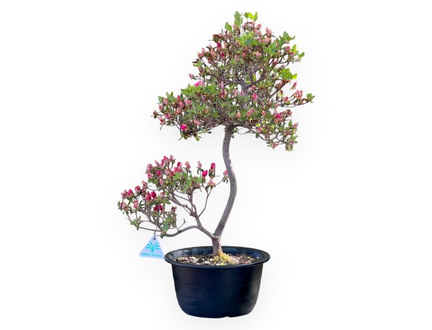 Bonsai di Azalea da 58 cm | Vaso in plastica tondo nero