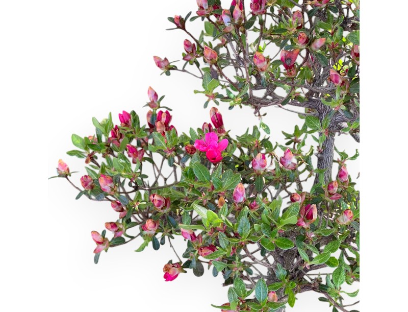 Bonsai di Azalea da 58 cm | Vaso in plastica tondo nero