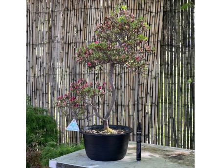 Bonsai di Azalea da 58 cm | Vaso in plastica tondo nero