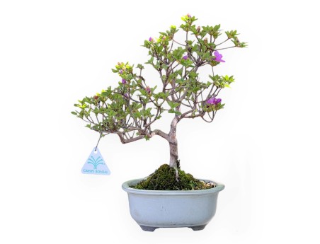 Bonsaï de Azalée de 34 cm | Pot ovale blanc