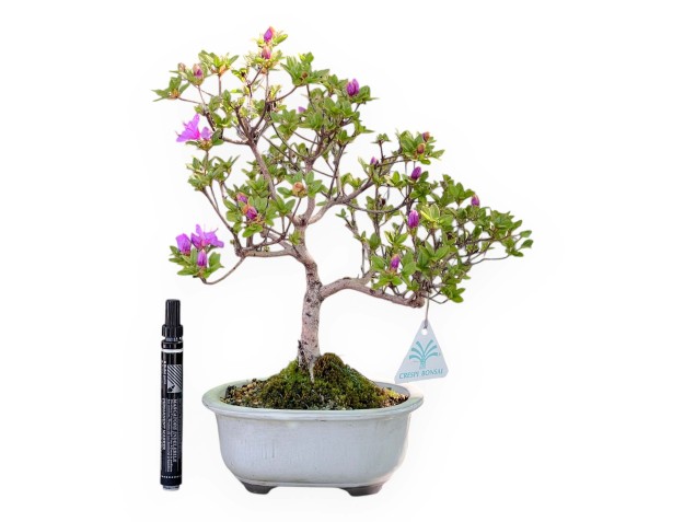 Bonsaï de Azalée de 34 cm | Pot ovale blanc
