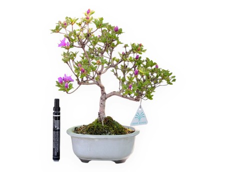 Bonsaï de Azalée de 34 cm | Pot ovale blanc