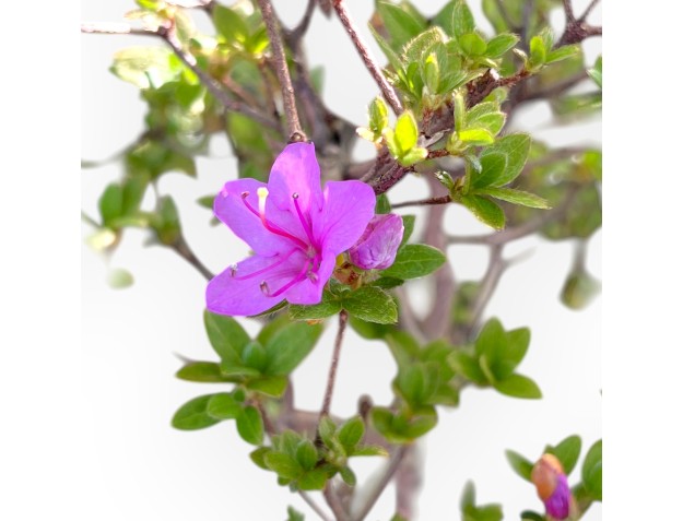 Bonsai di Azalea da 34 cm | Vaso ovale bianco 2