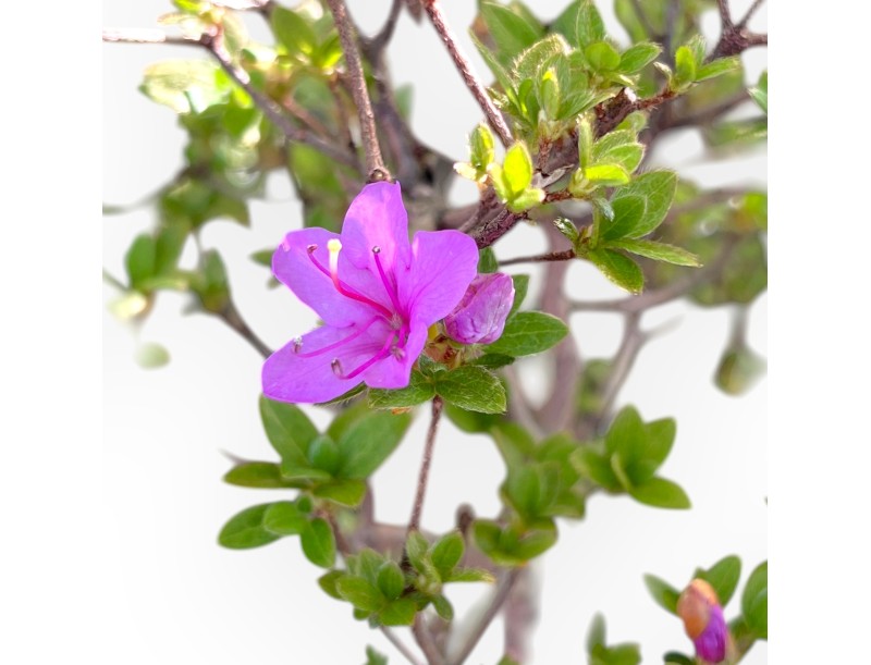 Bonsaï de Azalée de 34 cm | Pot ovale blanc