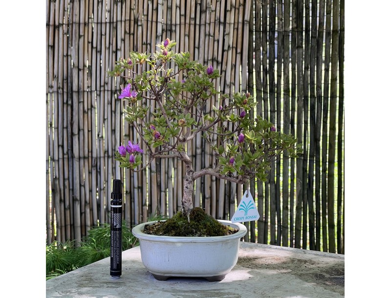 Bonsaï de Azalée de 34 cm | Pot ovale blanc