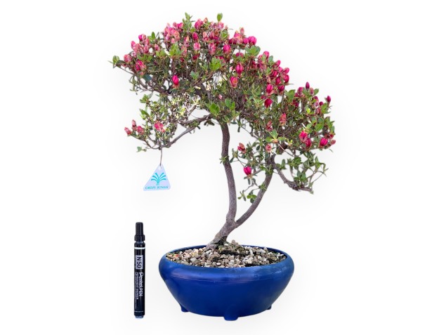 Bonsai di Azalea da 45 cm | Vaso in plastica tondo blu