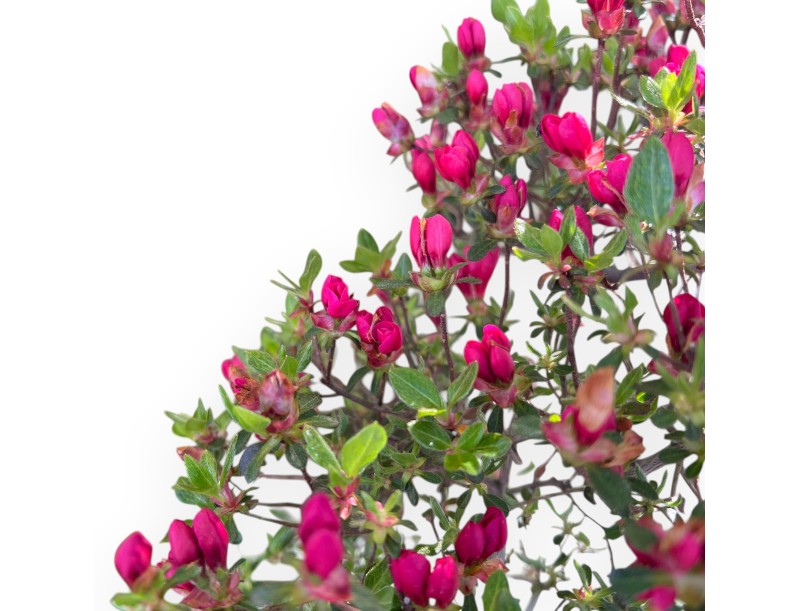 Azalea bonsai van 45 cm | Rond blauw plastic pot