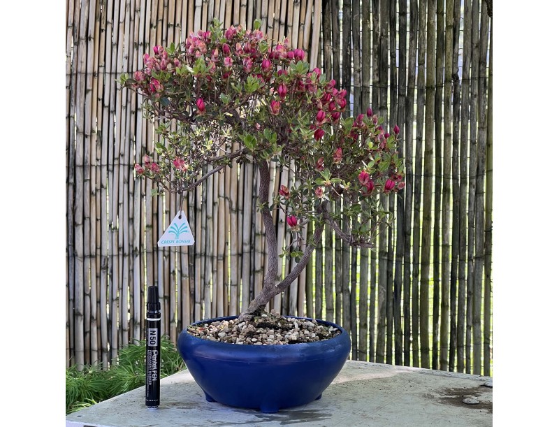 Bonsaï de Azalée de 45 cm | Pot rond en plastique bleu