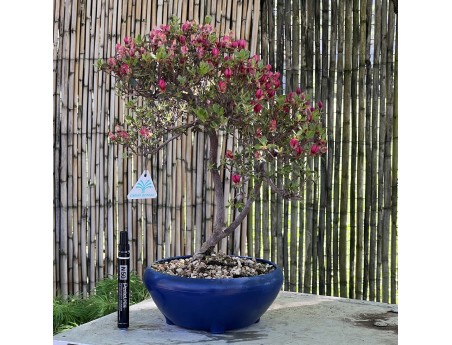 Azalea bonsai van 45 cm | Rond blauw plastic pot