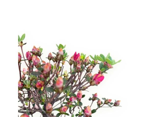 Bonsai di Azalea da 48 cm | Vaso a nuvola crema 2