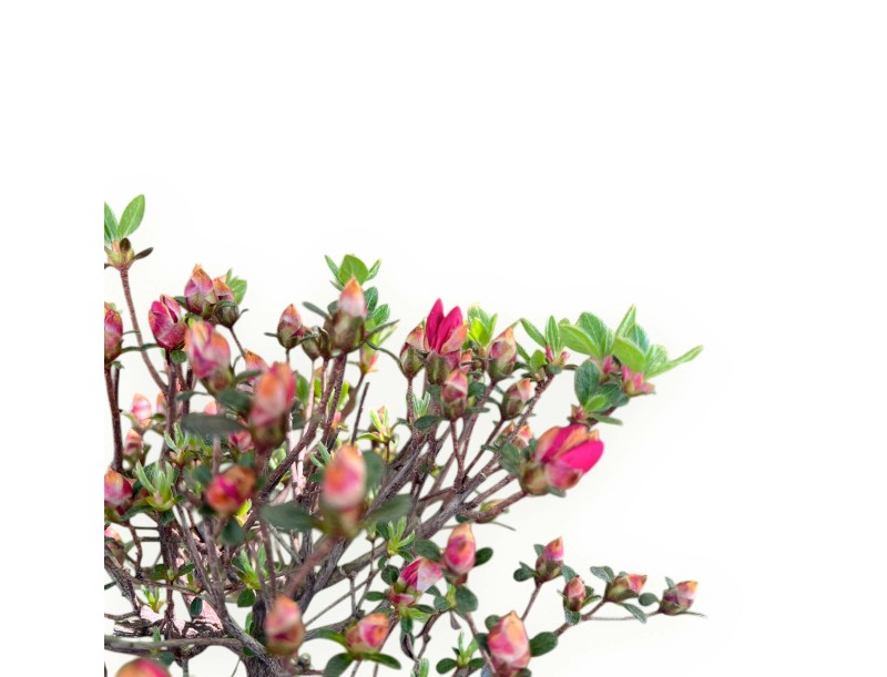 Bonsai di Azalea da 48 cm | Vaso a nuvola crema
