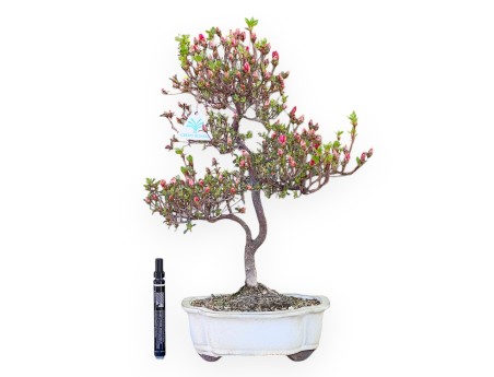 Azalee Bonsai von 48 cm | Wolke creme Topf