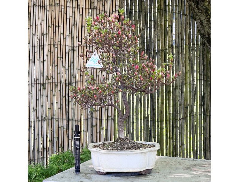 Bonsai di Azalea da 48 cm | Vaso a nuvola crema