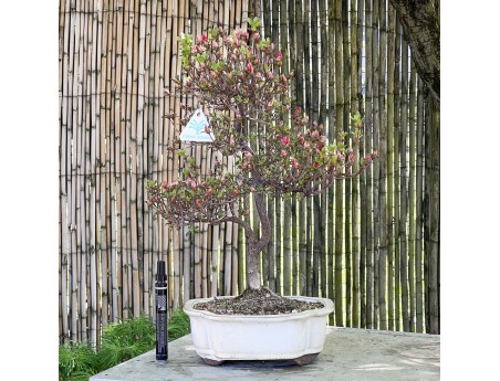 Azalee Bonsai von 48 cm | Wolke creme Topf