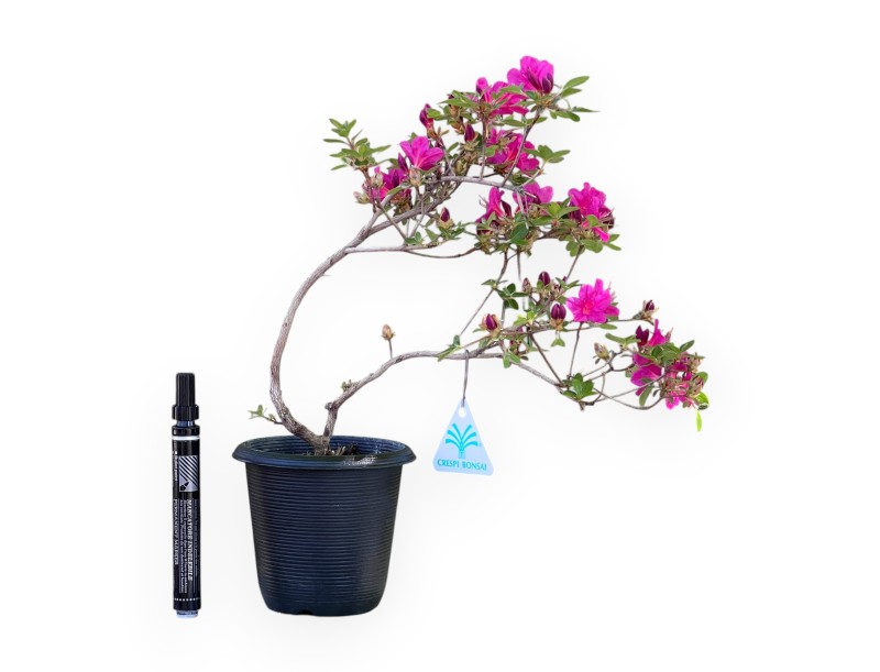 Bonsaï de Azalée de 32 cm | Pot rond en plastique noir