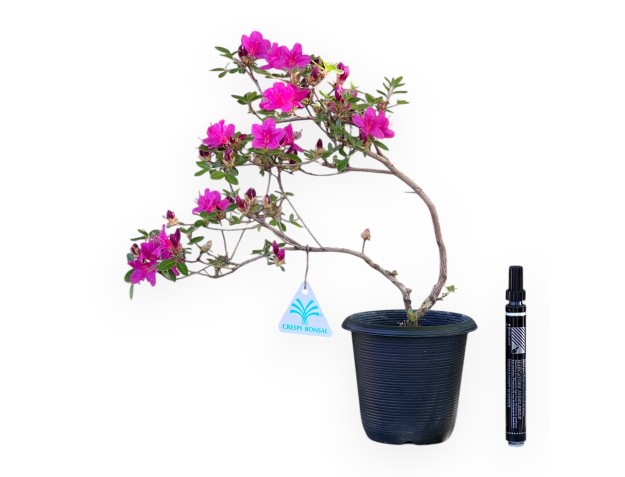 Bonsaï de Azalée de 32 cm | Pot rond en plastique noir