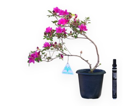 Bonsaï de Azalée de 32 cm | Pot rond en plastique noir