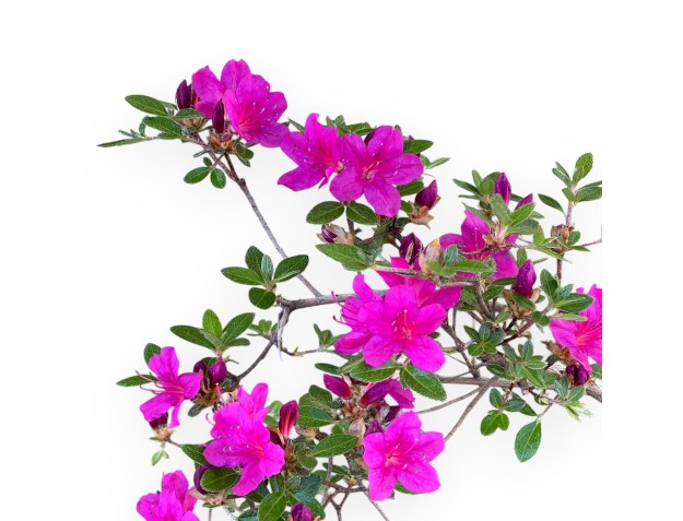 Bonsai di Azalea da 32 cm | Vaso in plastica tondo nero 2