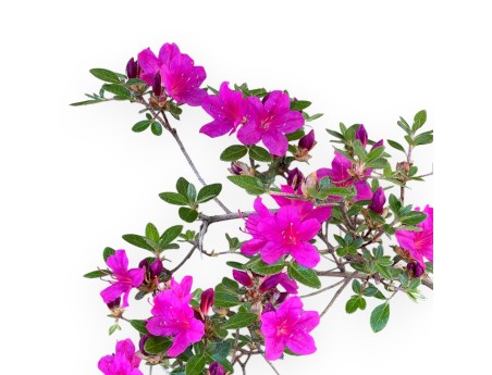 Bonsai di Azalea da 32 cm | Vaso in plastica tondo nero