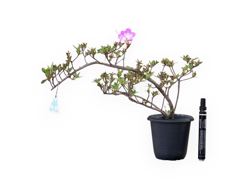 Bonsai di Azalea da 30 cm | Vaso in plastica tondo nero