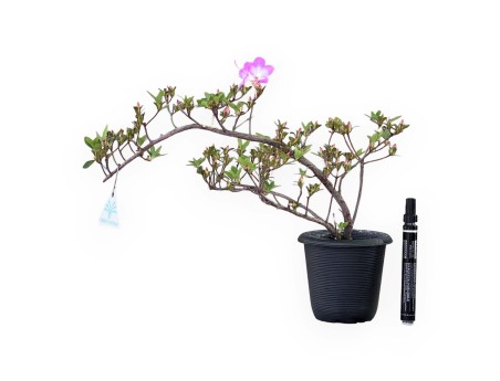 Bonsai di Azalea da 30 cm | Vaso in plastica tondo nero