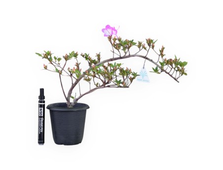 Bonsai di Azalea da 30 cm | Vaso in plastica tondo nero