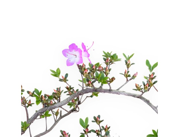 Bonsai di Azalea da 30 cm | Vaso in plastica tondo nero 2