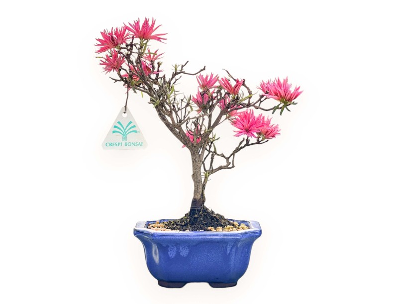 Bonsai di Azalea da 28 cm | Vaso rettangolare blu