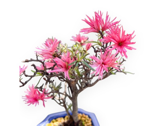 Bonsai di Azalea da 28 cm | Vaso rettangolare blu 2