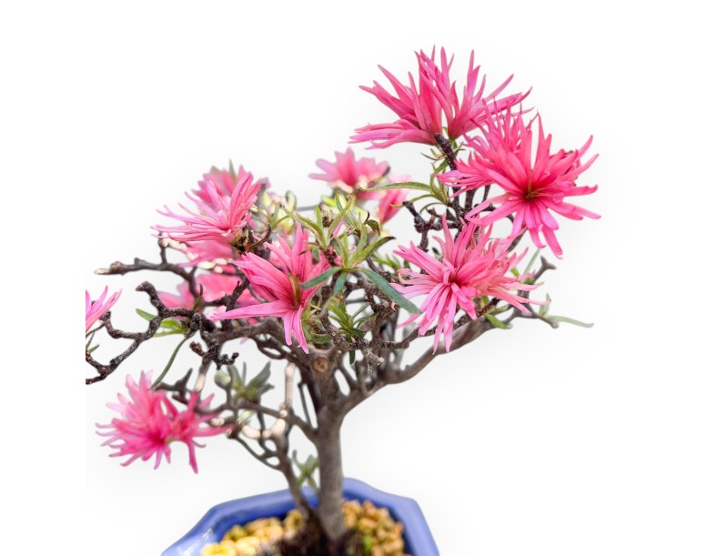 Bonsai di Azalea da 28 cm | Vaso rettangolare blu