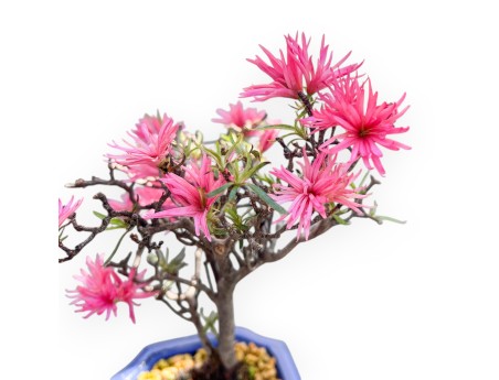 Bonsai di Azalea da 28 cm | Vaso rettangolare blu