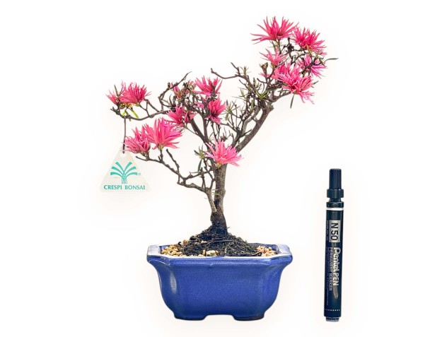 Bonsai di Azalea da 28 cm | Vaso rettangolare blu