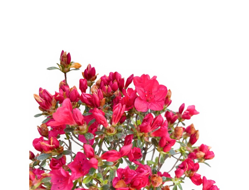 Bonsai di Azalea da 25 cm | Vaso rettangolare blu