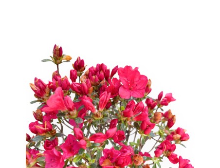 Bonsai di Azalea da 25 cm | Vaso rettangolare blu