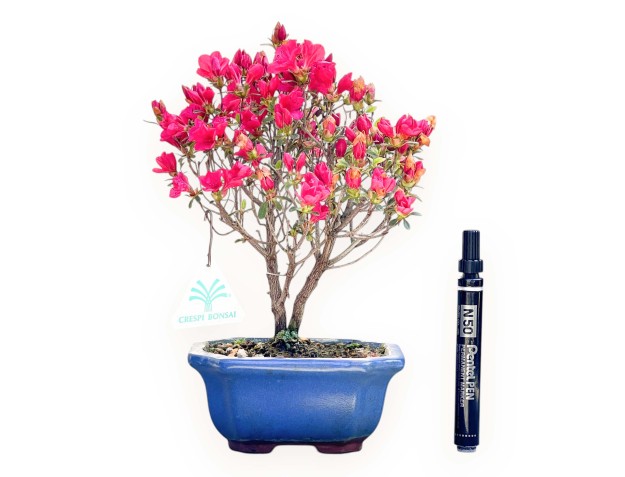 Bonsai di Azalea da 25 cm | Vaso rettangolare blu