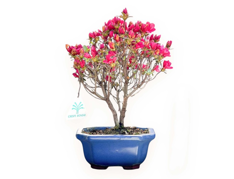 Bonsai di Azalea da 25 cm | Vaso rettangolare blu