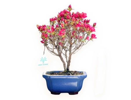 Bonsai di Azalea da 25 cm | Vaso rettangolare blu