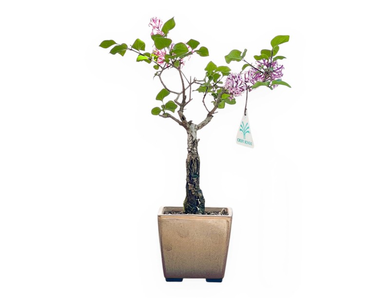Bonsai Lila 31 cm | Maceta cuadrada beige oscuro