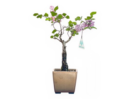 Bonsai di Lillà da 31 cm | Vaso quadrato beige scuro