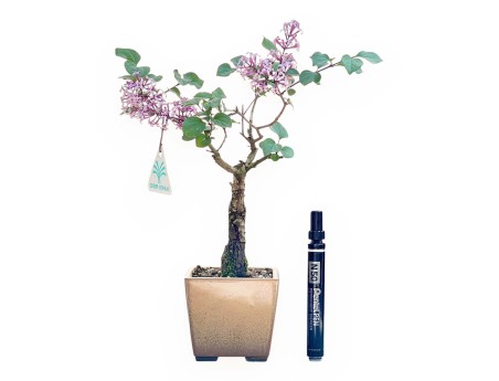 Bonsai Lila 31 cm | Maceta cuadrada beige oscuro