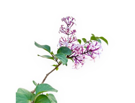 Bonsaï lilas 31 cm | Pot carré beige foncé