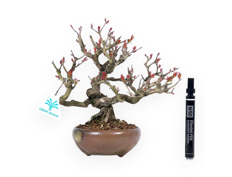 Granaatappel bonsai van 24 cm | Ronde steengoed pot